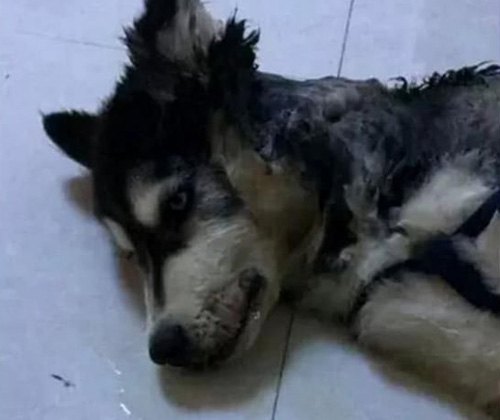 二哈拆家咬到電線,成果被電到炸毛,主人笑翻:小家伙長的真共同